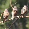 4 PCS Imitation Sparrow Feather Bird Foam Grey Imitation Artificial Bird Prop Tree Branch Garden Christmas Decor Miniatura ► Photo 2/6