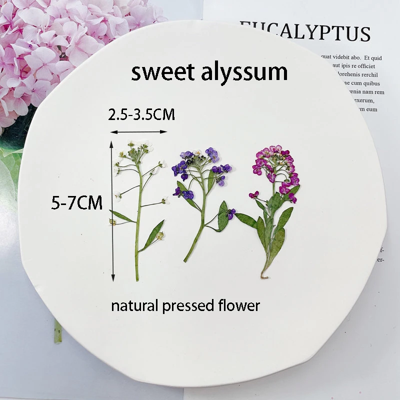 12/24pcs Dried Flowers Sweet Alyssum Pressed Plants For Epoxy Resin Pendant Necklace Jewelry Making Craft Nail Art Accessories