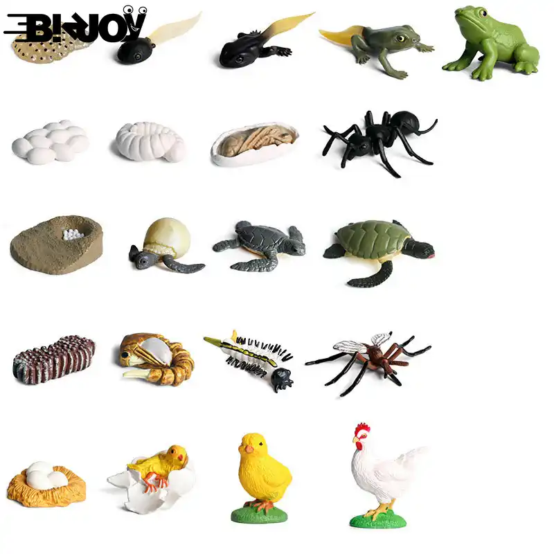 Conjunto mini realista modelo de ciclo crescimento animal formiga tartaruga galo mosquito sapo figura brinquedos educativos para crianças presente