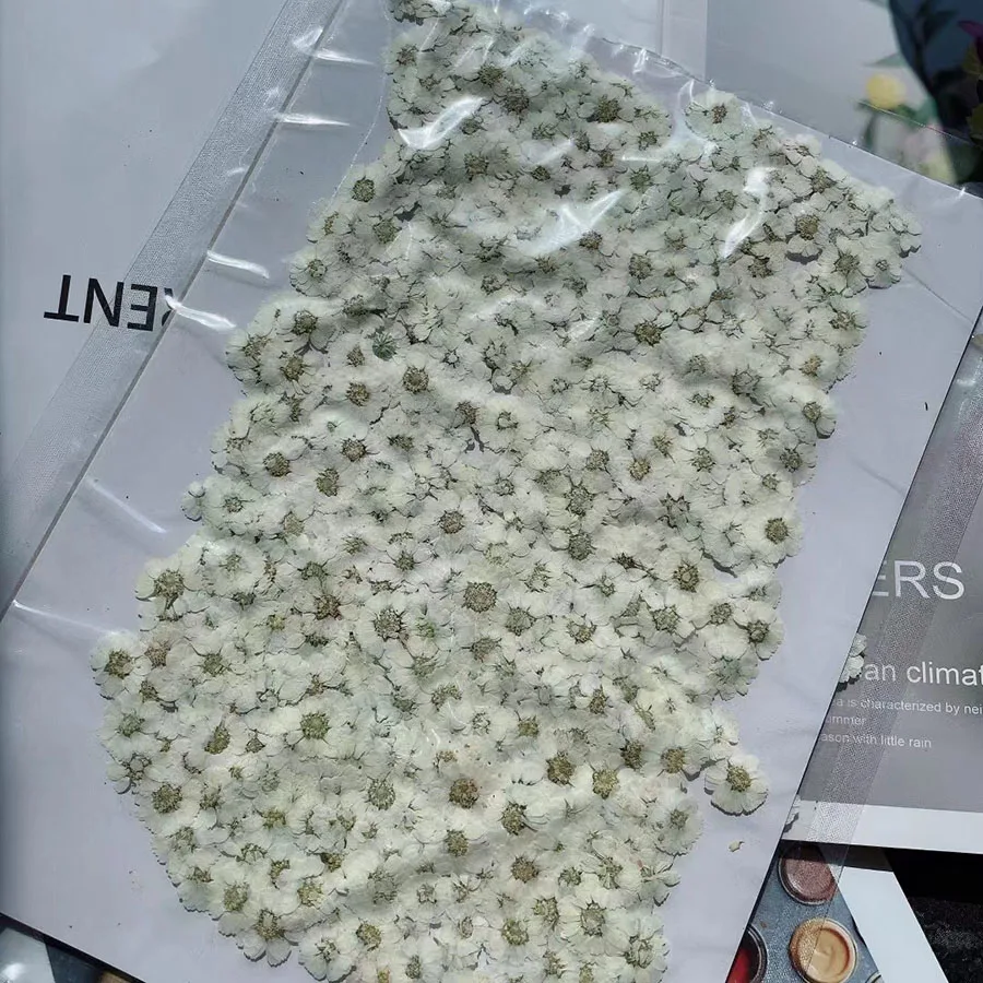 

250pcs Pressed Dried White Bellis Perennis Daisy Flower For Jewelry Bookmark Phone Case Postcard Invitation Card Craft DIY