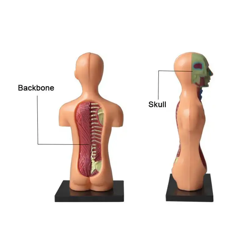 32pcs Assemble 4d Human Torso Body Model Anatomical Anatomy Of Organs Medical Teaching Diy Science Human Anatomy Model Anatomical Modelanatomy Model Aliexpress