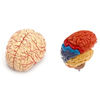 

HOT-2 Pcs Cerebral Anatomical Model Anatomy Teaching Lab Supplies, Human Brain Model & Half Brain Model