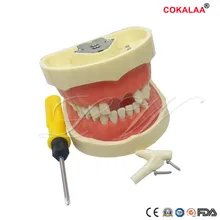 Modelo de demonstração modelo de ensino dental dentes dentários modelo credenciado com os dentes removíveis de 28/32 pces