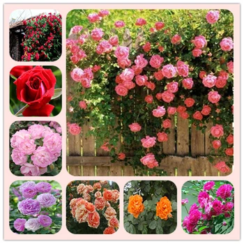 

Plant Bath Salts 100Pcs Climbing Rose Essence MLXH-11