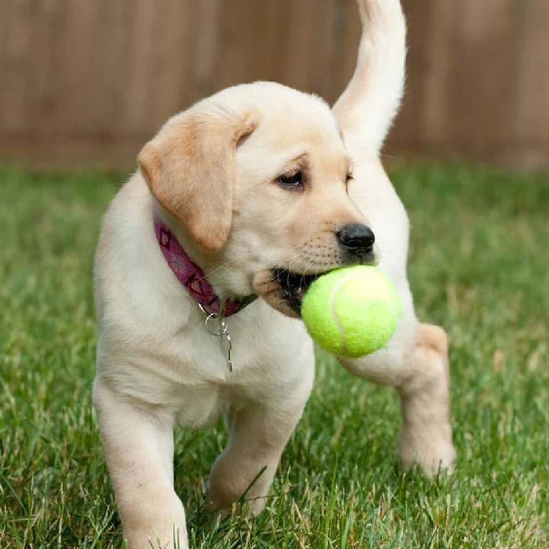 WELKIN New 63mm Pet Dog Puppy Tennis Ball Thrower Chucker Launcher Play Toy Supplies Outdoor Sports with Rubber Design for Pets