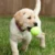 WELKIN New 63mm Pet Dog Puppy Tennis Ball Thrower Chucker Launcher Play Toy Supplies Outdoor Sports with Rubber Design for Pets