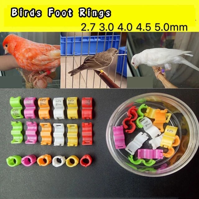 50Pcs Metal Bird Foot Ring Number Pigeon Ring Homing Pigeon Leg Rings  Pigeon Foot Circle - Walmart.com