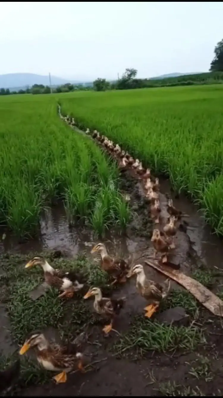 Забавные купюры