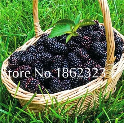 200 шт Heirloom Blackberry фрукты Сладкие черные ягоды гигантские Blackberry Тройная Корона Blackberry Черный тутовник бонсай фрукты - Цвет: 4