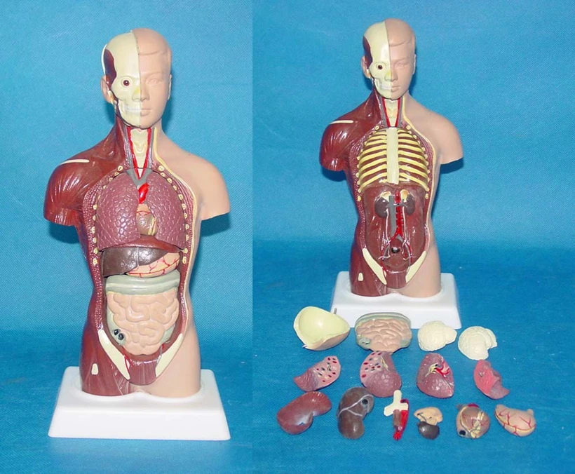 4D 28cm Human Torso Model 15pcs Assembled Medical Anatomy Body Anatomical Kids Assembly Science Educational Toys |