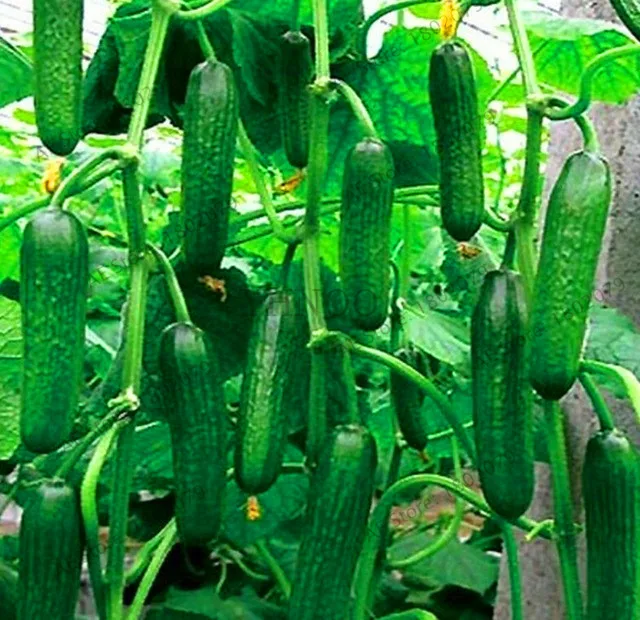 Акция! белый огурец бонсай, Cuke plant Green Vegetable flores Balcony садовые фрукты-20 шт,# FC41IH - Цвет: 2