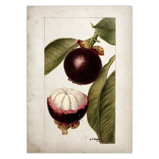 Fruit-Kitchen-Poster-Vintage-Poster-Antique-Print-Pear-Apple-Orange-Pineapple-Wall-Art-Decorative-Picture-Painting.jpg_.webp_640x640 (9)