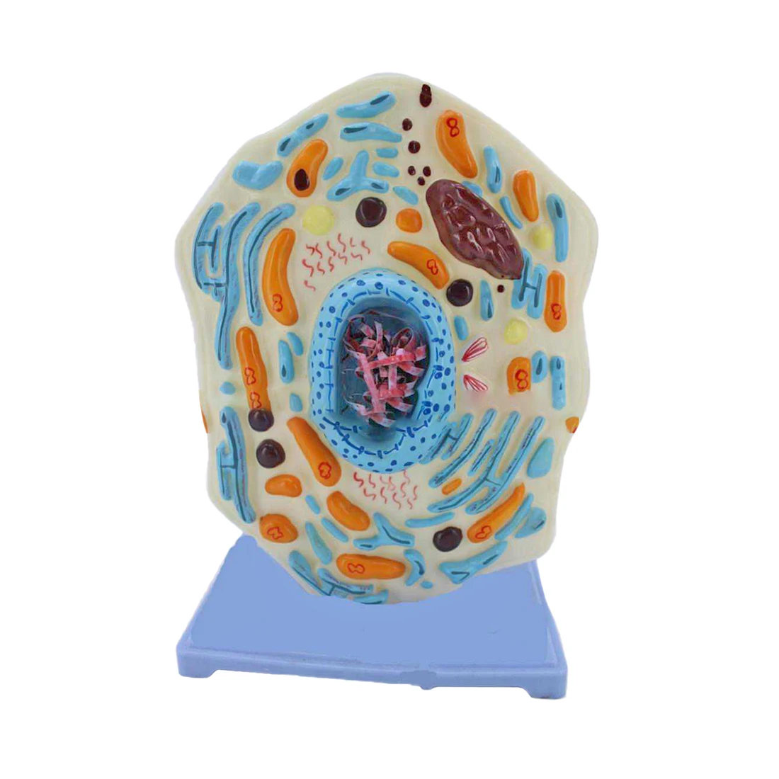 

Surwish Animal Cell Submicroscopic Structure Model Education Instrument Medical Cell Structure science experiment Teaching Model