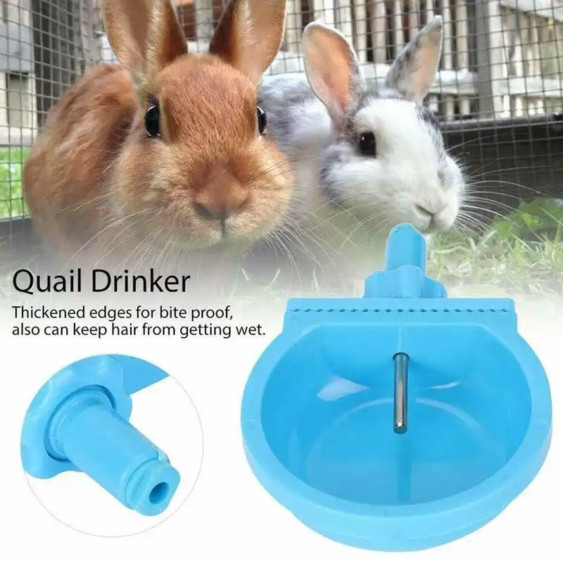 rabbit water fountain