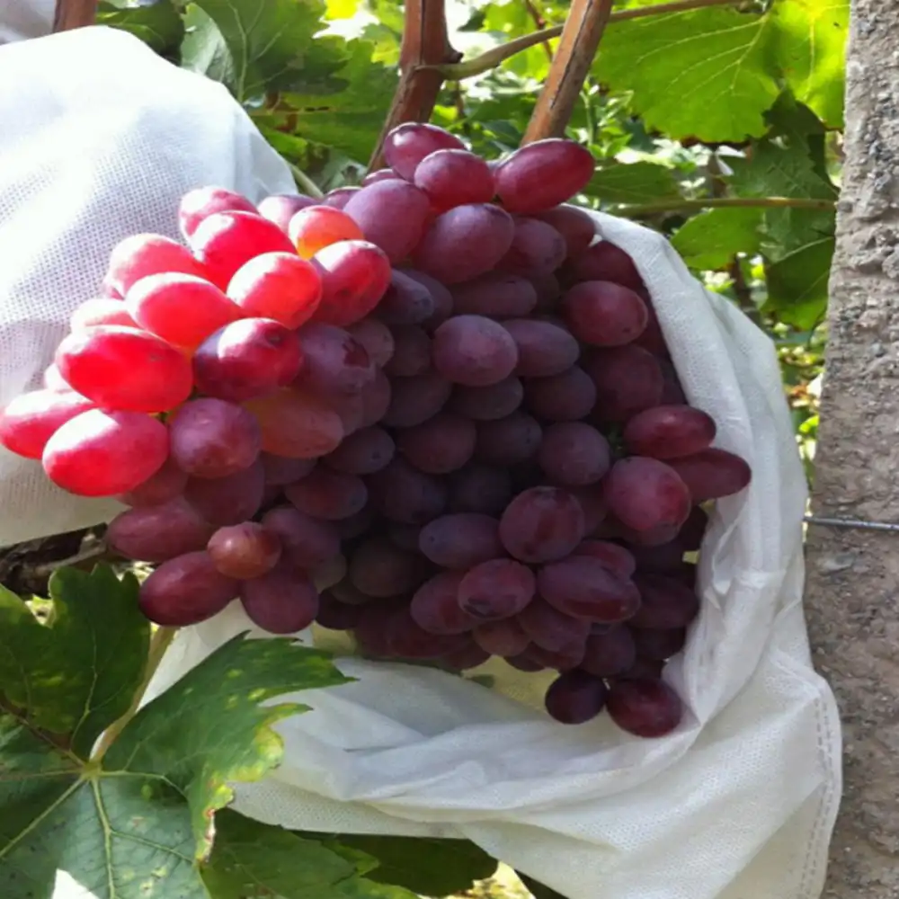 Patio Lawn Garden 100pcs Plant Protection Bags Garden Fruit Flower Vegetables Seeds Protect Drawstring Netting Bags Anti Bird Seedling Bags For Grapes Fruits Plants Plant Covers