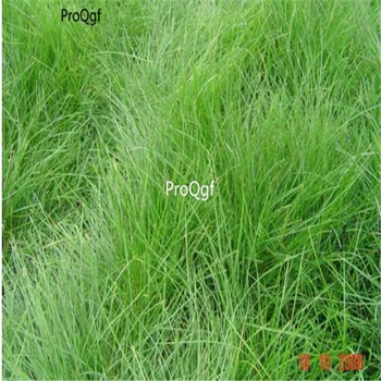 

Ngryise 50000Pcs A Set Festuca rubra