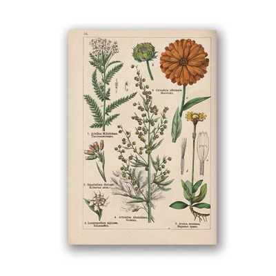 Botanical коллекция винтажные плакаты и принты травы 1898s русский язык стены искусства картины холст живопись Домашний Декор стены - Цвет: PH5981