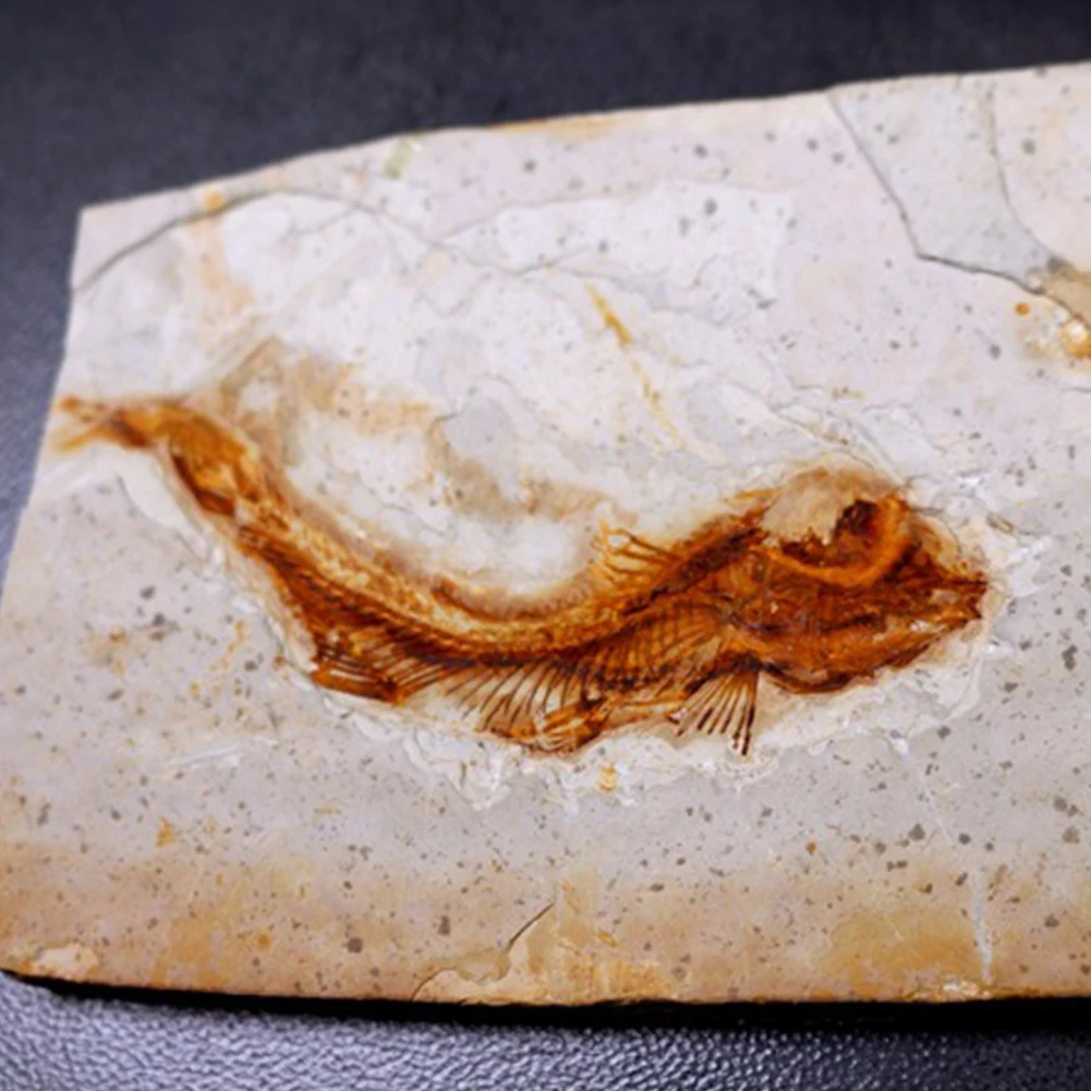 

Crack Free Home Lycoptera Plate Gadget Gift Fish Printing Teaching Materials Stone Specimen Geological Ornament Kids Art Decor