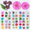 12 Color Nail Art Nature Dry Flowers Set Gel Polish Tip 3D DIY Floral Slices Decal Pro Manicure Pedicure Decor Newest Kit SAFL/F ► Photo 1/6