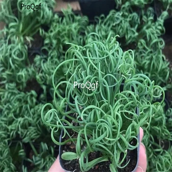 

Ngryise 5Pcs A Set Albuca namaquensis Bulb