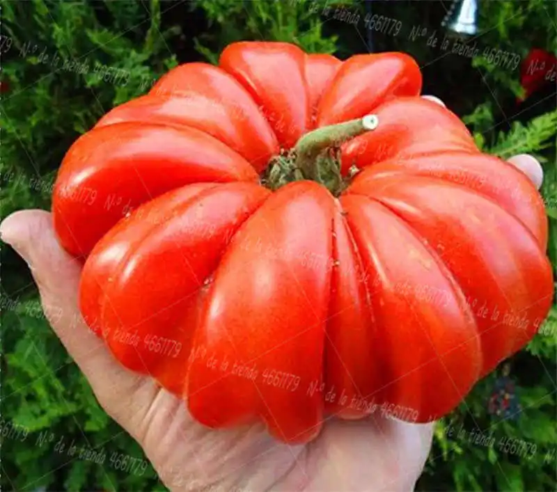 200 шт./пакет гигантский помидоры Органические Фамильные растений овощи многолетние без ГМО горшка для дома и сада посадки