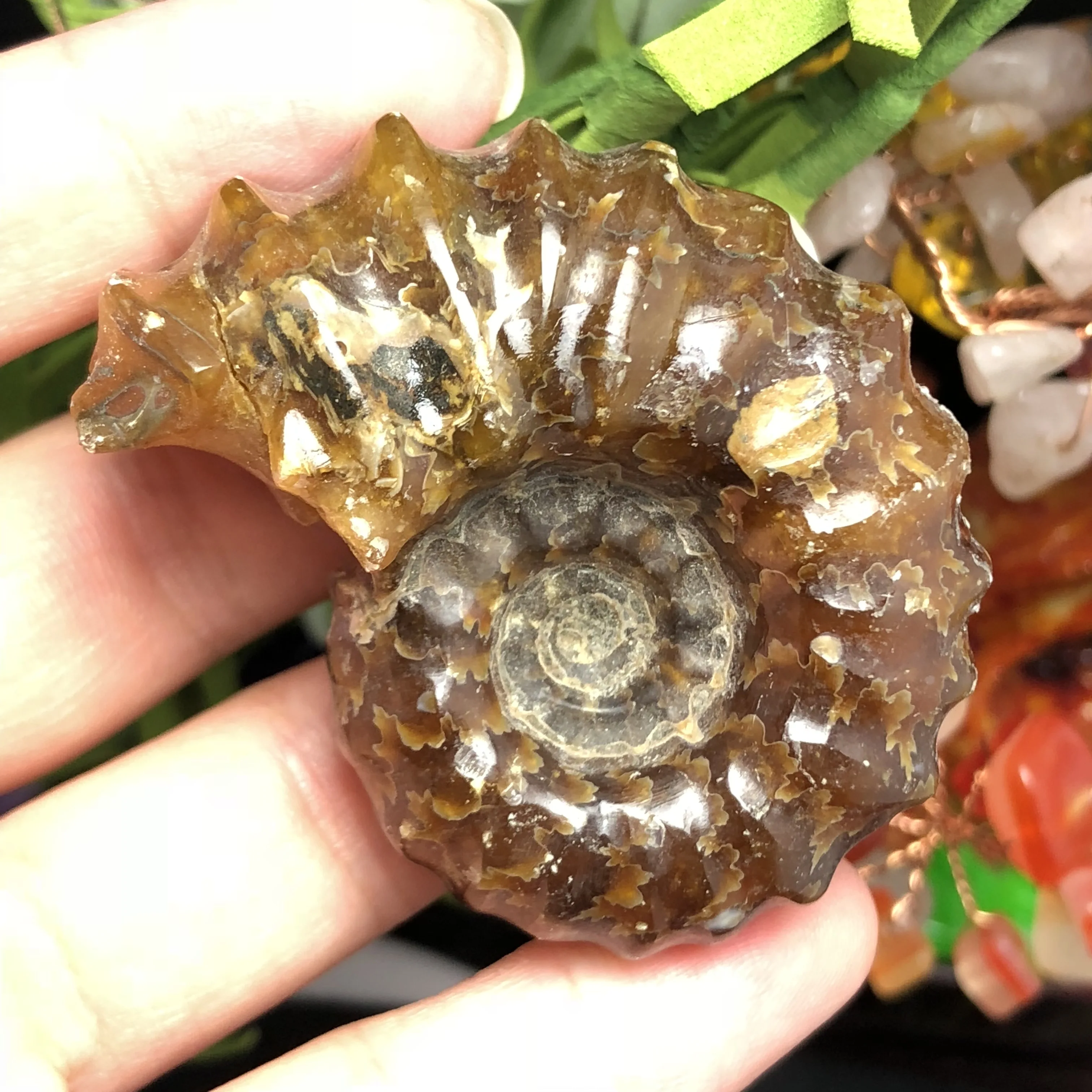 Натуральный Полированный козий гудок окаменелости аммониты Conch douvileras