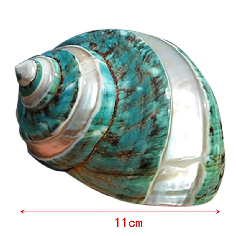 11Cm Sea Green Snail 1 Pcs Fish Aquarium Decoration Dry Kid Aquarium Decor Mediterranean Organic Material Small Shell