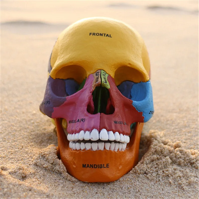 

PRE-SALE 4D MASTER Educational Assembled Toys Color Human Skull Organ Anatomy Medicine Teaching for Model