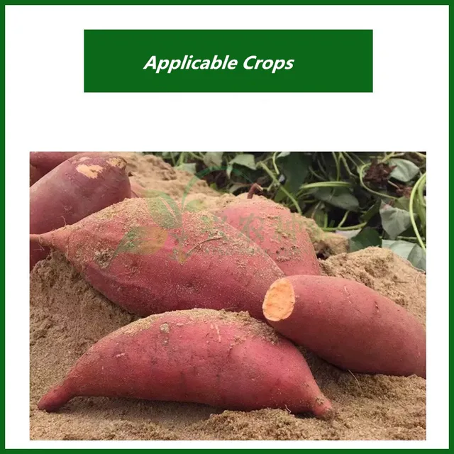 30G Rhizome Tuber Expansion A Speciális Műtrágya Elősegíti Rizóma Növekedési Gyökérgyökérét, Fokozza Az Ellenállást, Javítsa Termékminőséget És Hozamot - Image 6