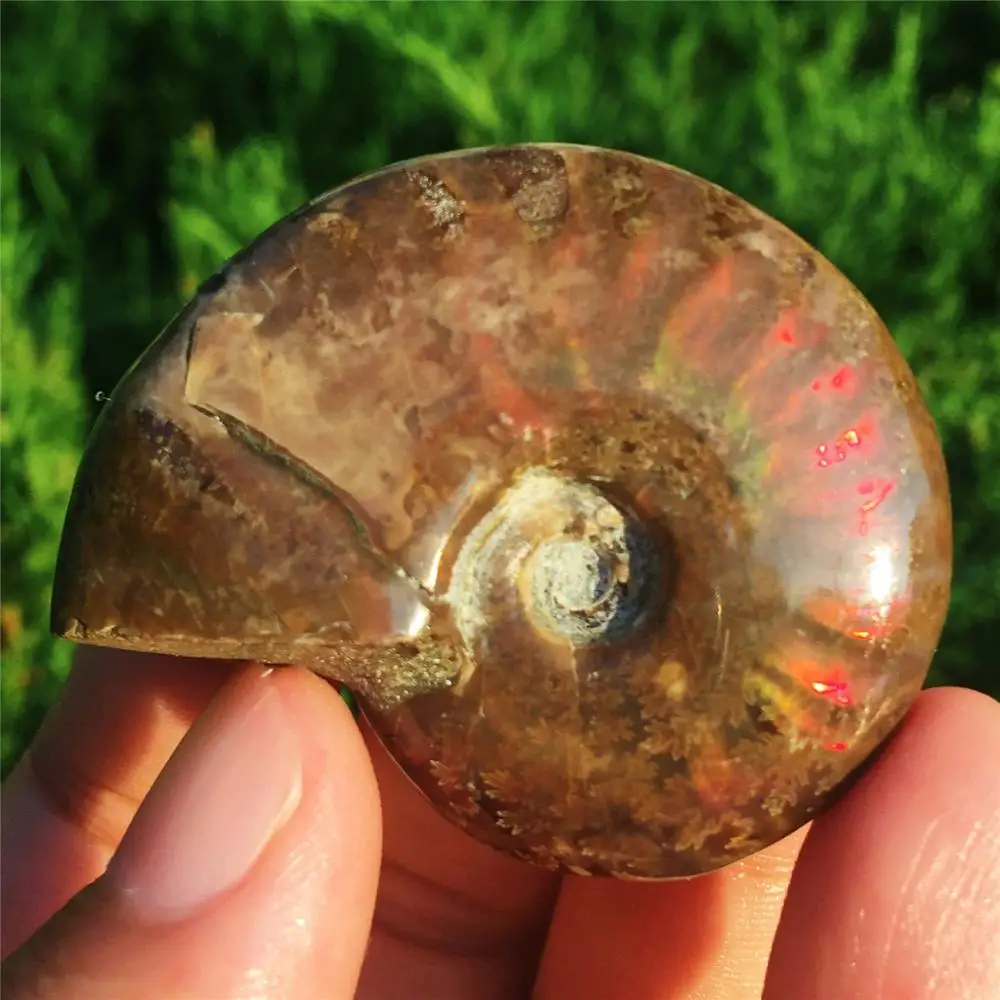 

1pcs AAAA Madagascar natural shell fossil raw stone Jurassic fossil ammonites fossil red light beautiful