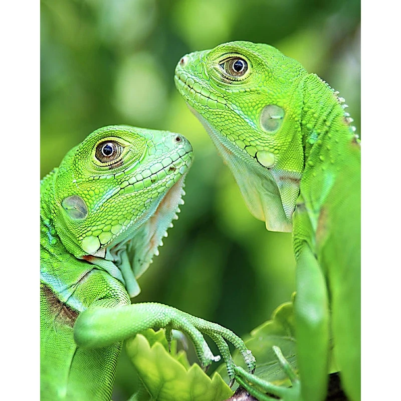

PDMDOG DIY Diamond Painting Green lizard Full Square/Round Diamond Embroidery Mosaic Animal Pictures Of Rhinestones Handicraft