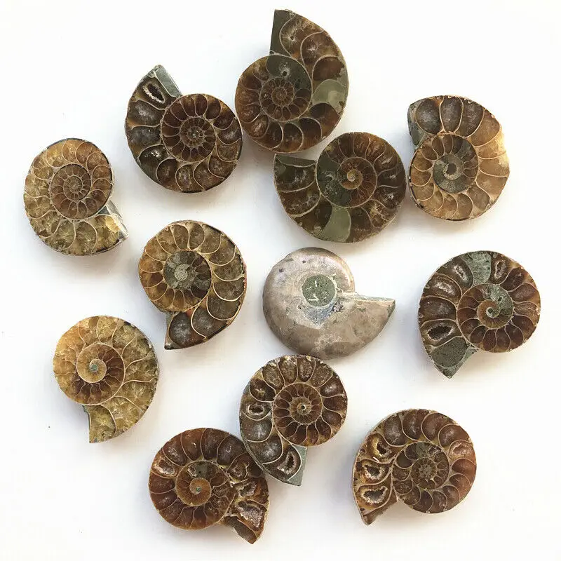 Прямая, новинка, 1 пара раздельных ископаемые образцы раковины из аммонита, Исцеляющие украшения, Мадагаскарские натуральные камни и кристаллы