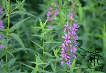 

Lythrum Salicaria Purple-Loosestrife Spiked Loosestrife Qian-Qu-Cai