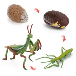 Figurines du Cycle de vie des insectes, ornement modèle d'éducation Cognitive précoce, 4 pièces/ensemble, 2022 