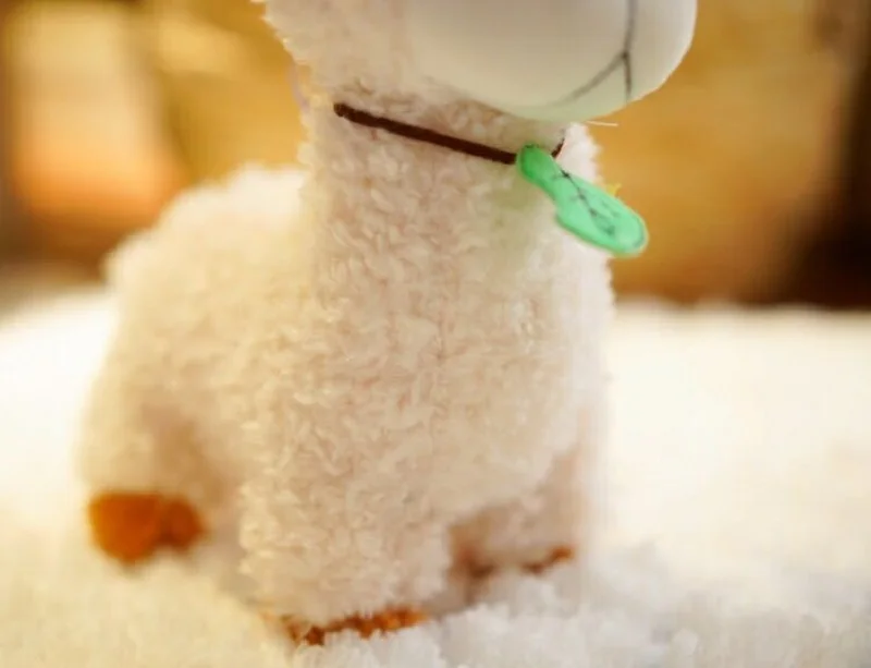 11456487925_1369725111