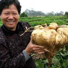 50 шт. свежие пахиризус erosus Oofruit Овощные семена