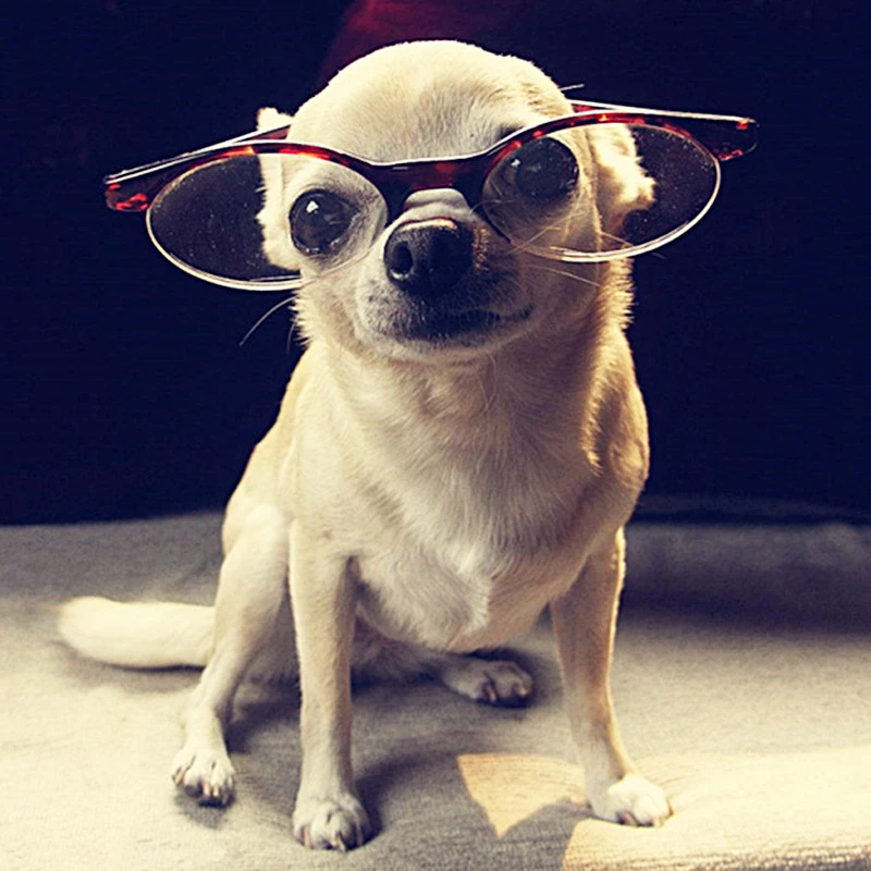 XING5000451狗狗50x50 - 副本