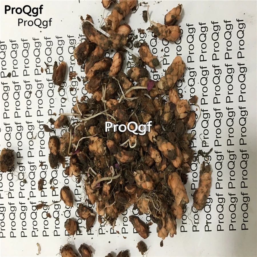 Ngryise 100Pcs A Set oxalis obtusa coppery orange Oxalis Flowers bulbs