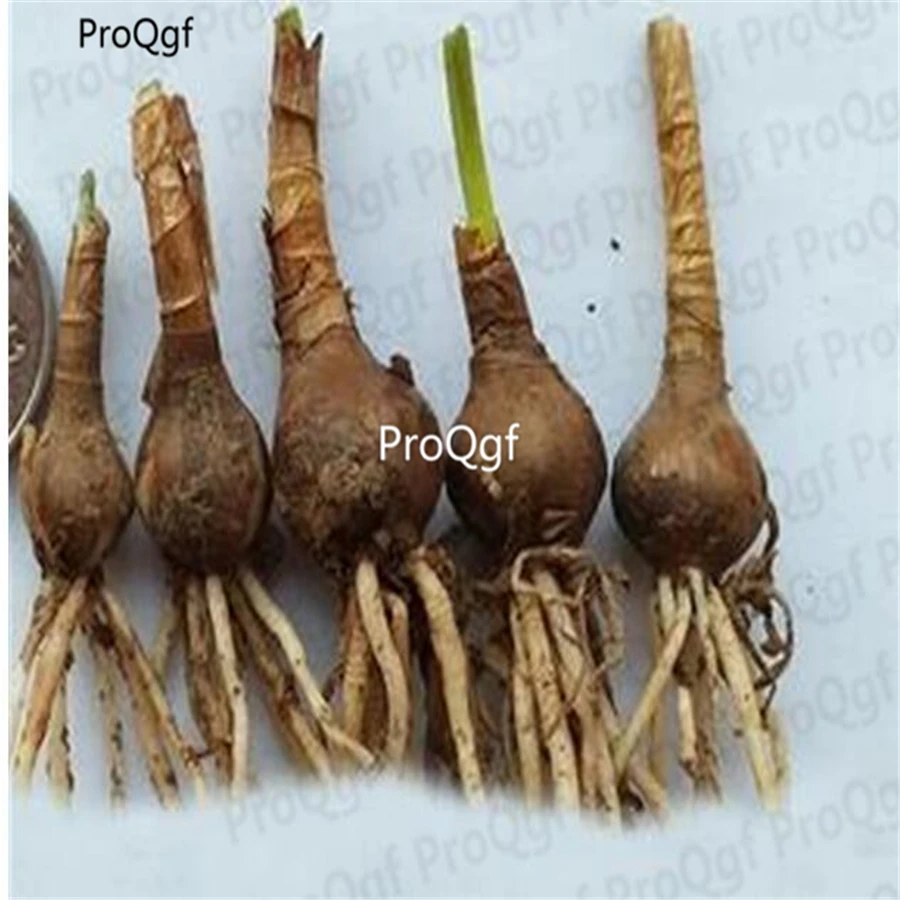ProQgf 10Pcs A Set Rainlily Flower Bulb mixed color