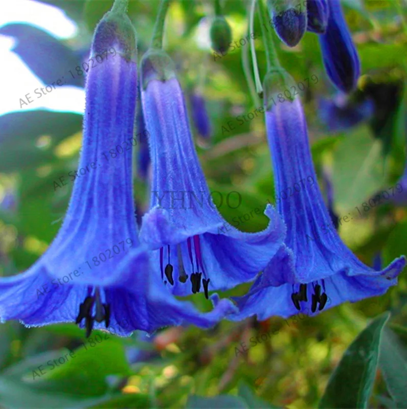 Свежий 100 шт редкий Datura бонсай бругмансия Suaveolens фламенко Красивая Мандала Цветок садовый многолетник Горшечное растение - Цвет: 1