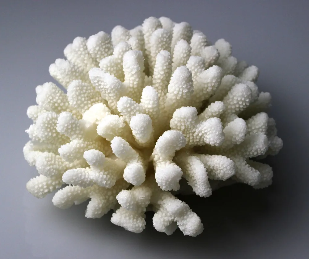 WHITE CORAL SCULPTURE HOME DECOR STYLISH DECORATIVE ACCENT CORAL FLOWER SEA BEACH DECORATION STATUES WHITE CORAL SCULPTURE HOME DECOR STYLISH DECORATIVE ACCENT CORAL FLOWER SEA BEACH DECORATION STATUES