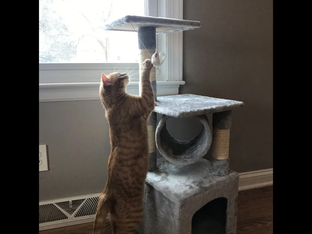 3" Deluxe Cat Tree Level, доска для царапания активности, дерево с когтеточками для котят