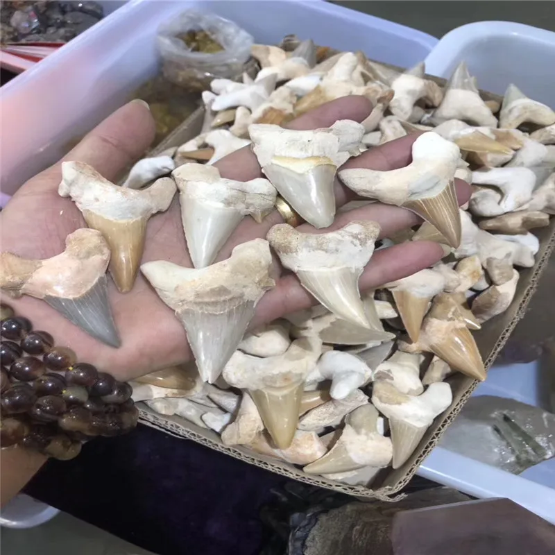 3.5-4cm Natural animal Morocco fossil shark tooth fossil mineral specimen as a gift, decorative pendant free shipping 1pc 3.5-4cm Natural animal Morocco fossil shark tooth fossil mineral specimen as a gift, decorative pendant free shipping 1pc