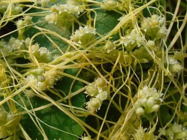 150-1000 г фабричная поставка Tu si zi Semen Cuscutae экстракт 20:1 Cuscuta chinensis экстракт