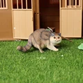 Exotic shorthair D