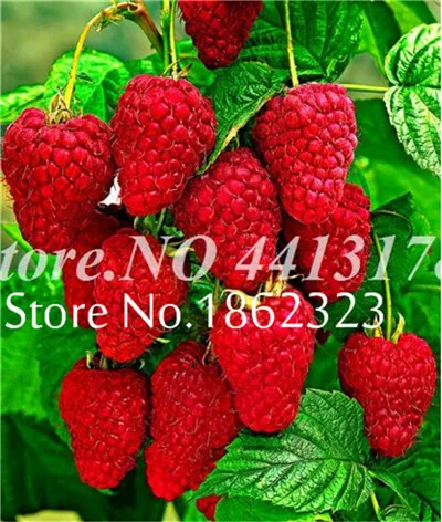 200 шт Heirloom Blackberry фрукты Сладкие черные ягоды гигантские Blackberry Тройная Корона Blackberry Черный тутовник бонсай фрукты - Цвет: 7