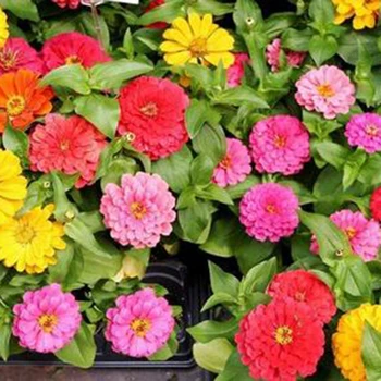 

20pcs Thyme Seeds Mixed Color Flower Seeds Backyard Balcony Garden Supplies