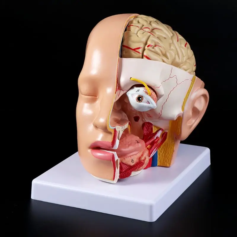 

G5AA Human Anatomy Head Skull Brain Cerebral Artery Anatomical Model For Teaching