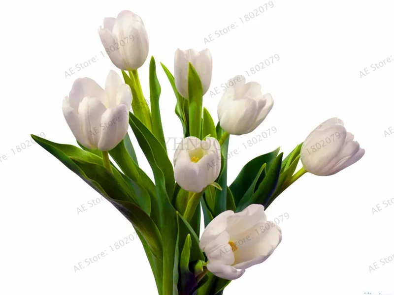 103 шт./пакет в форме тюльпана от flores Редкие бонсай растения, красивые тюльпаны в горшке, многолетнее на приусадебных участках, а также в форме тюльпана от завода