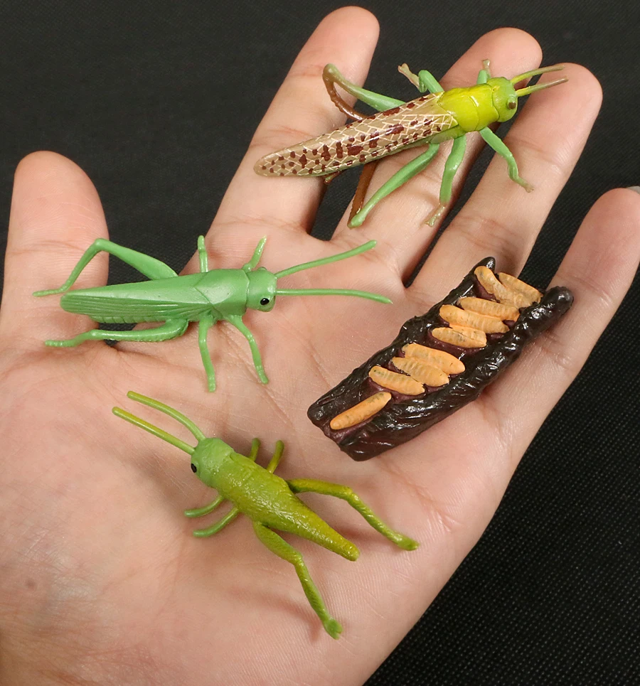 Simulation Life Cycle of Insect Animal Growth Cycle Models,Butterfly,Frog Action Figures Collection Science Educational Toys Kid star action figures Action & Toy Figures